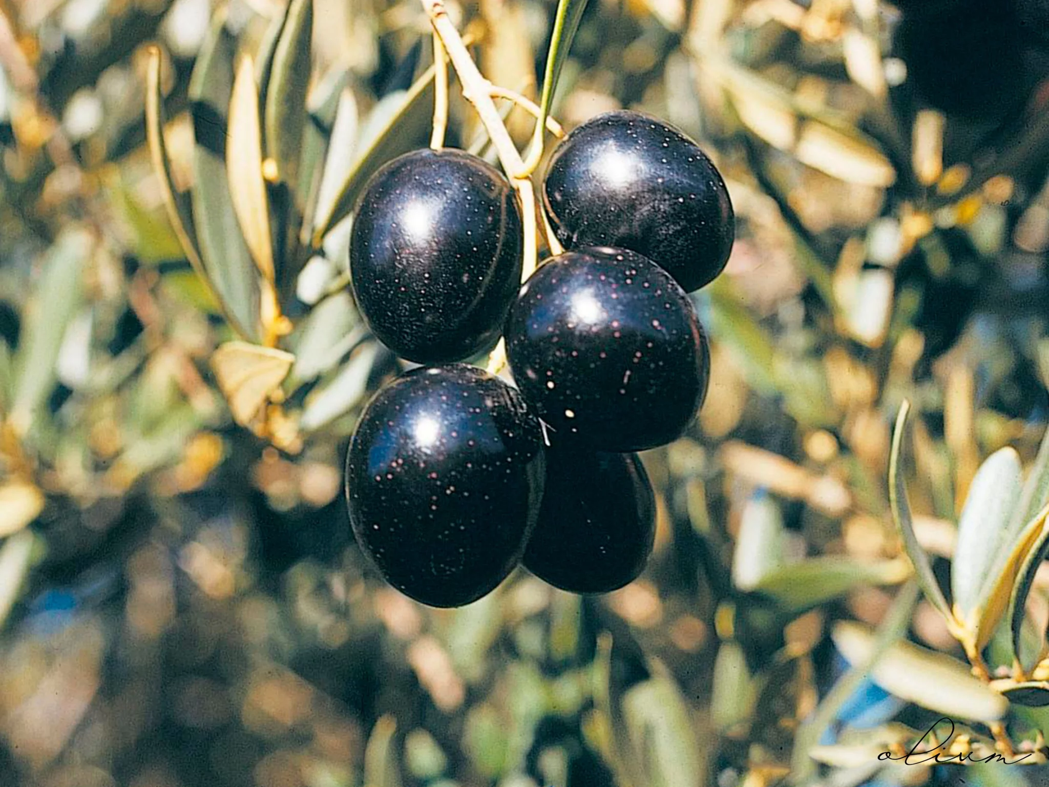 Olium Olive Grove